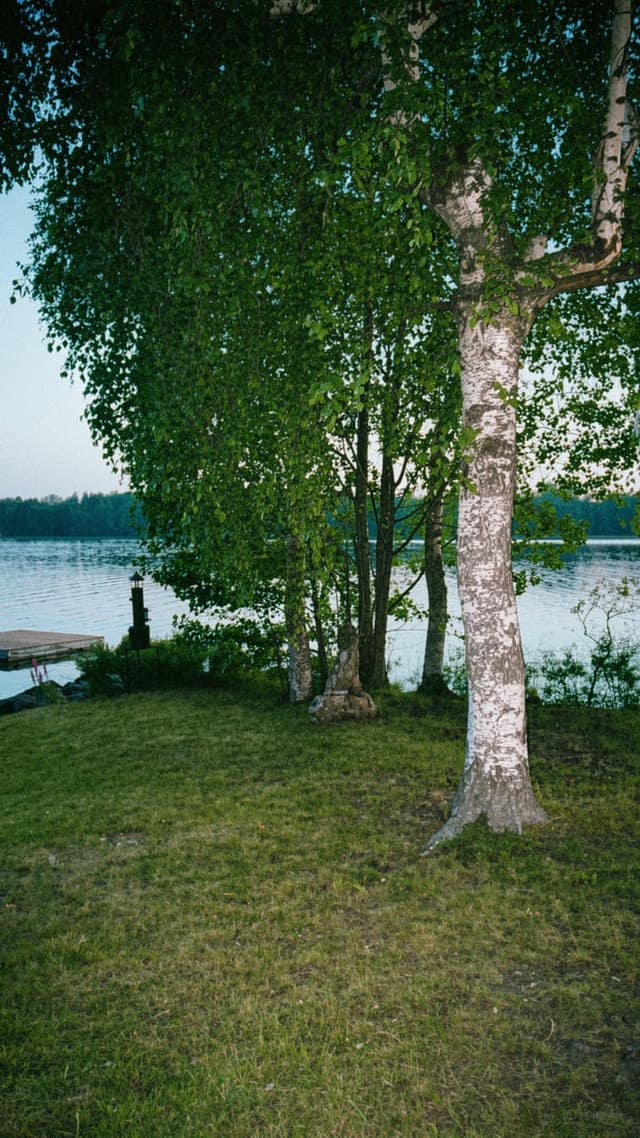 Björkar vid sjökanten en sommarkväll